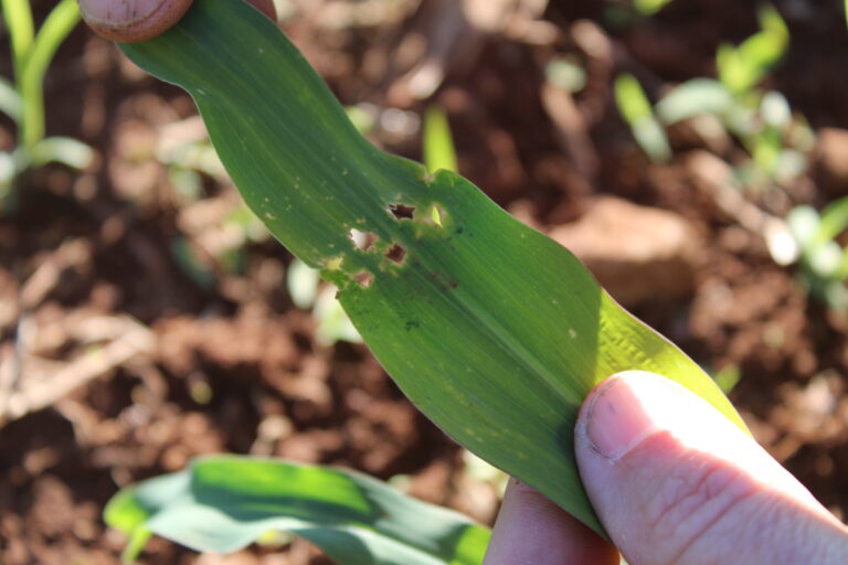 Cuidados com o cultivo do milho exigem atenção redobrada contra o percevejo