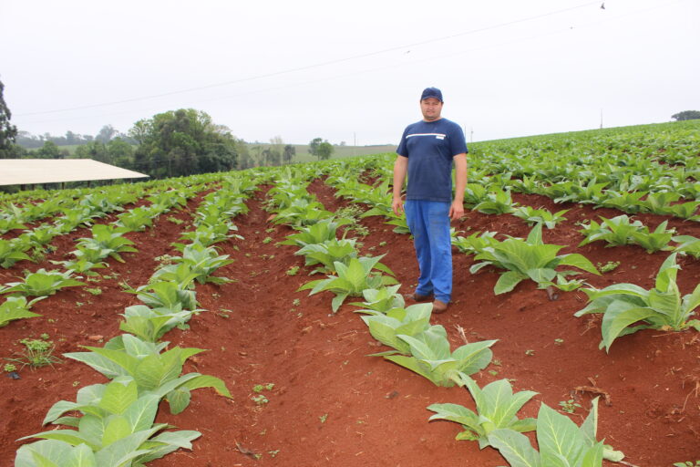 Clima favorável contribui para o bom desenvolvimento das lavouras de fumo