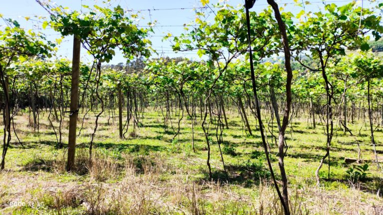Cuidados com as frutíferas exigem atenção redobrada no mês de outubro