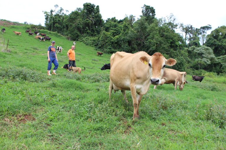 Produtores apelam pela redução na importação e contribuição dos consumidores na exigência da rastreabilidade do leite