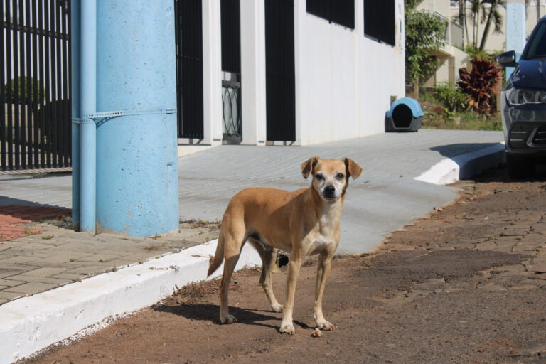 Projeto de lei busca garantir proteção e reconhecimento aos cães e gatos comunitários