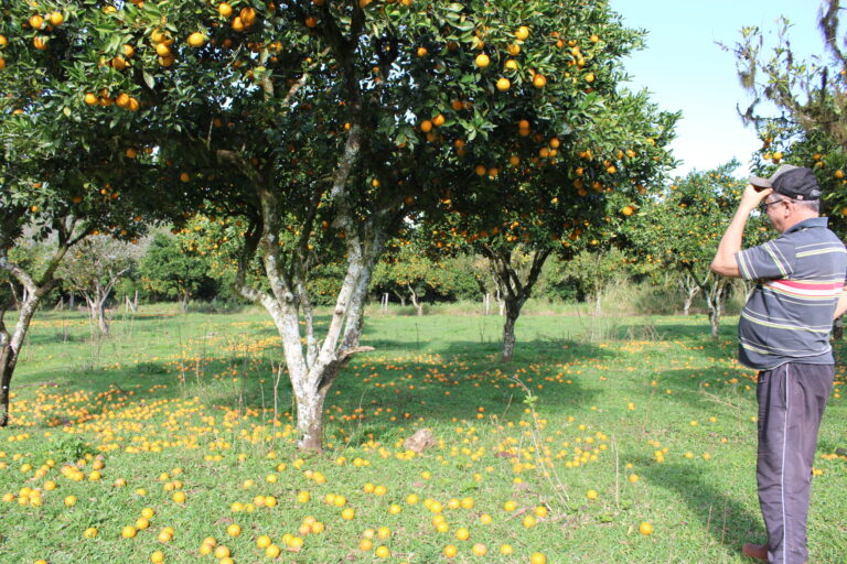 Família Baumgratz sofre perda histórica após vento derrubar cerca de 70% da produção de laranjas e cítricos